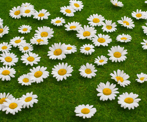 white chamomiles on green grass background.