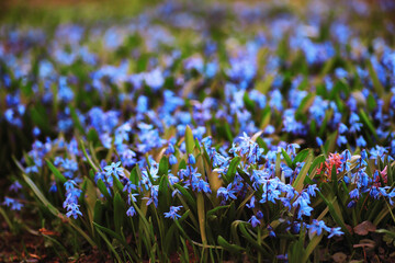 Plants and flowers macro. Detail of petals and leaves at sunset. Natural nature background.