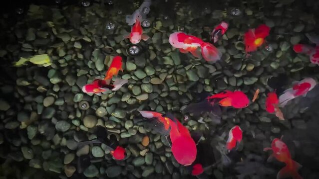 top view of goldfish swimming in aquarium on natural stone background