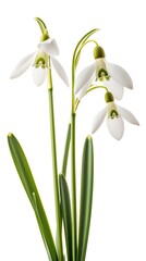 White snowdrops on a white background. The concept of purity and the beginning of spring.