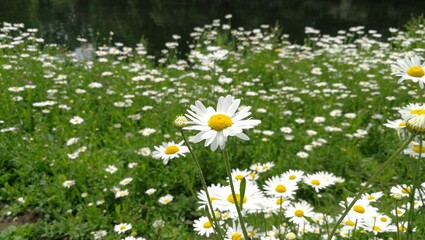 White daisy family herbal flowers at summertime