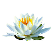 white water lily without background