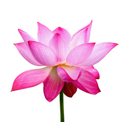 pink lotus flower without background