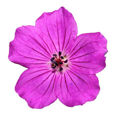 pink flower with no background