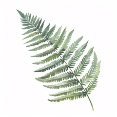  Boston Fern  leave of the plants in watercolor style Handawn illustration