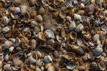 Variety of seashells lying in the sand
