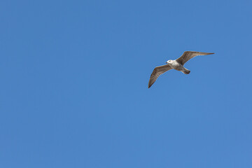 Fototapeta na wymiar A seagull in flight isolated on blue background.