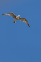 A seagull in flight isolated on blue background.