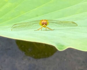 Yellow and brown dragonfly on a light green lotus leaf in a pond. Auspicious animals for luck, wealth, happiness.