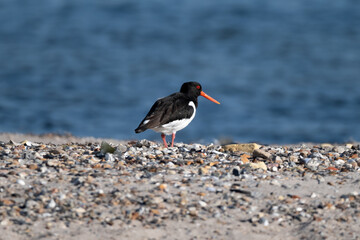 Oystercatcher on a Shingle Beach