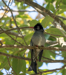 Black Bulbul Perched in a Tree