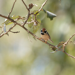 Black Throated Tit