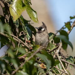 Himalayan Bulbul in a Tree