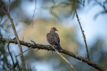 Oriental Turtle Dove
