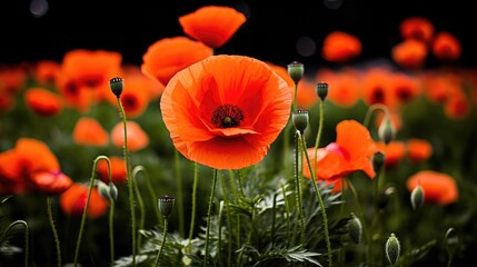 Obraz premium Field of red poppies with selective focus. Australia day of mourning concept.