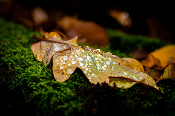 Closeup of a leaf covered with waterdrops on a mossy ground