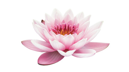 lotus water lily pink flower isolated on transparent - Powered by Adobe