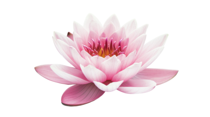 lotus water lily pink flower isolated on transparent