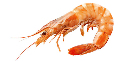 Red cooked prawn or shrimp isolated on transparent background  