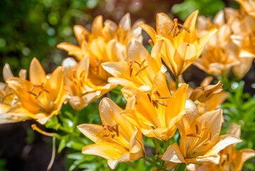 blooming summer orange lily in a country garden
