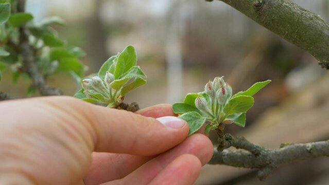 Unrecognizable farmer's hand check and touch bud on apple tree. Orchard on farm. Bokeh background, green leaves on tree branch at sunny day