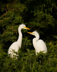 Great Egret - young sibling Egrets at the nest, awaiting the return of their parents, who will bring them their next meal