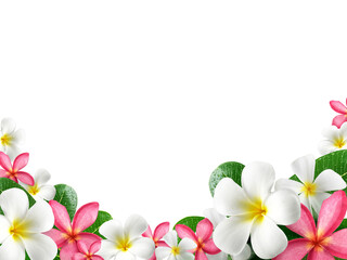 frangipani flower frame, transparent background