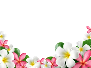 Deurstickers frangipani flower frame, transparent background © Retouch man