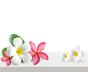 frangipani flower in a wooden floor in white room . with space for text, transparent background