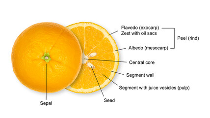 Structure of an halved orange, cross section of a citrus fruit, with legend. Anatomy of a sweet...