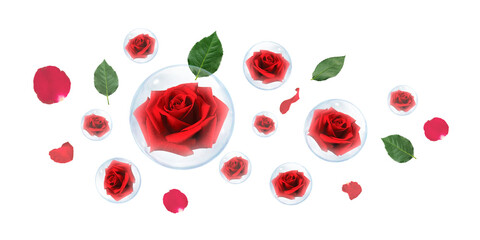 Fototapeta na wymiar Red rose in bubble with green leaves and rose petals, transparent background