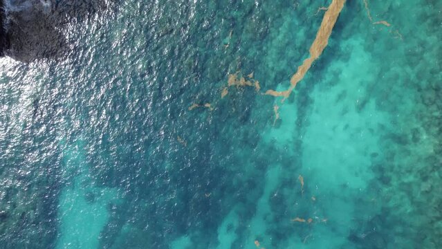 Bird's Eye View Of Sargassum Algae In Pointe de la grande vigie In Anse-Bertrand, Guadeloupe, France.