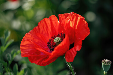 A striking close-up of a vibrant red field poppy, exuding elegance and grace
