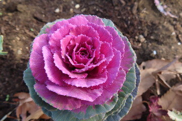 可愛い葉ボタン