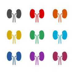 Kidney  icon isolated on white background. Set icons colorful
