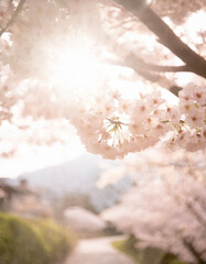 Naklejka premium 桜 日本の春
