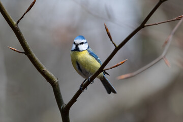 Blue Tit on a Twig