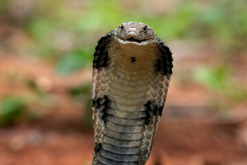 Fototapeta premium Close up of a king cobra head