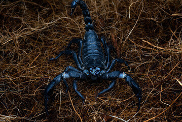a big black scorpion in attacking mode