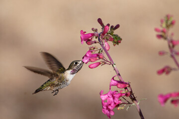Calliope Hummingbird feeds on flower nectar