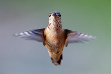 Calliope Hummingbird female hovering in mid air