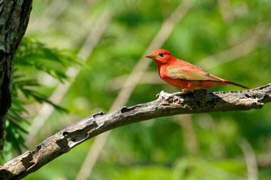 an immature summer Tanager perches on a branch
