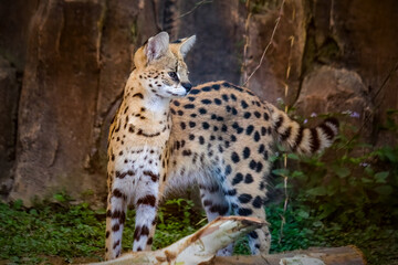 a serval stands watching its prey