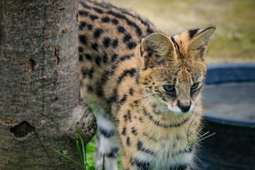 a serval stands watching its prey