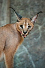 caracal standing in the zoo