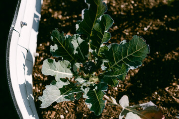 Brocolli growing in community garden