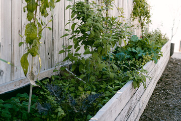 Wood box with vegetable garden