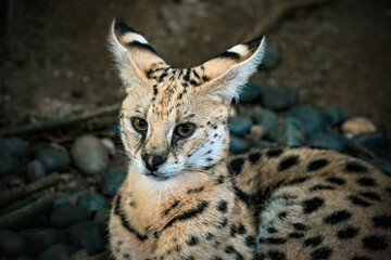 a serval stands watching its prey