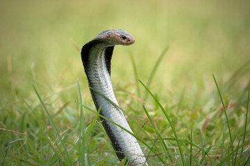 Closeup head of king cobra snake