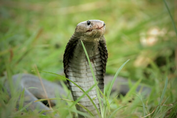 Closeup head of king cobra snake